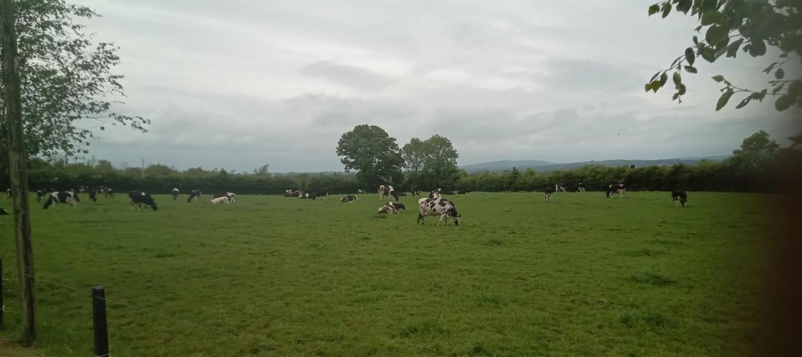 Birdhill Farmhouse Tipperary Buitenkant foto