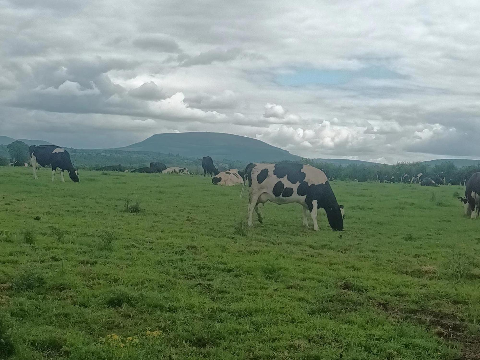 Birdhill Farmhouse Tipperary Buitenkant foto